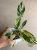 Filodendron Emerald Queen