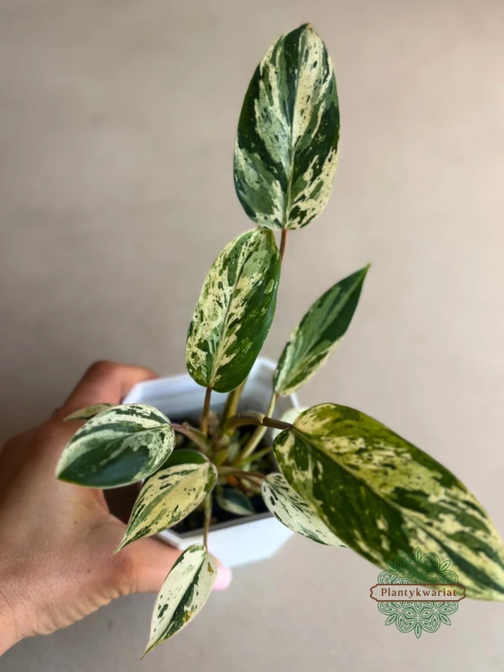 Filodendron Emerald Queen