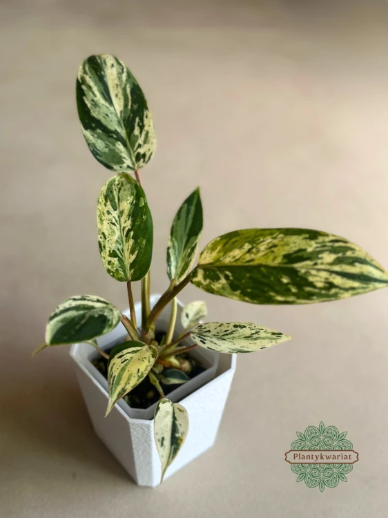 Emerald Queen Variegata