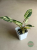 Filodendron (Philodendron) Emerald Queen Variegata