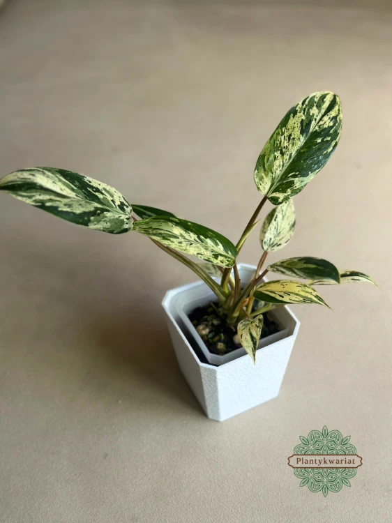 Filodendron (Philodendron) Emerald Queen Variegata