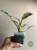 filodendron kolekcjonerski