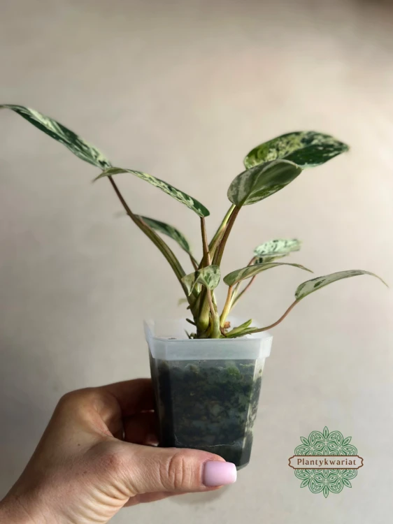 filodendron kolekcjonerski