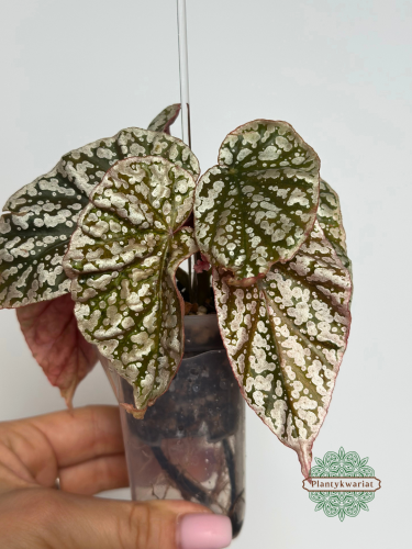 Begonia Snow Capped Variegata oferowana roślina