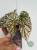 Begonia Snow Capped Variegata oferowana roślina