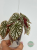 Begonia Snow Capped Variegata wariegacja liści