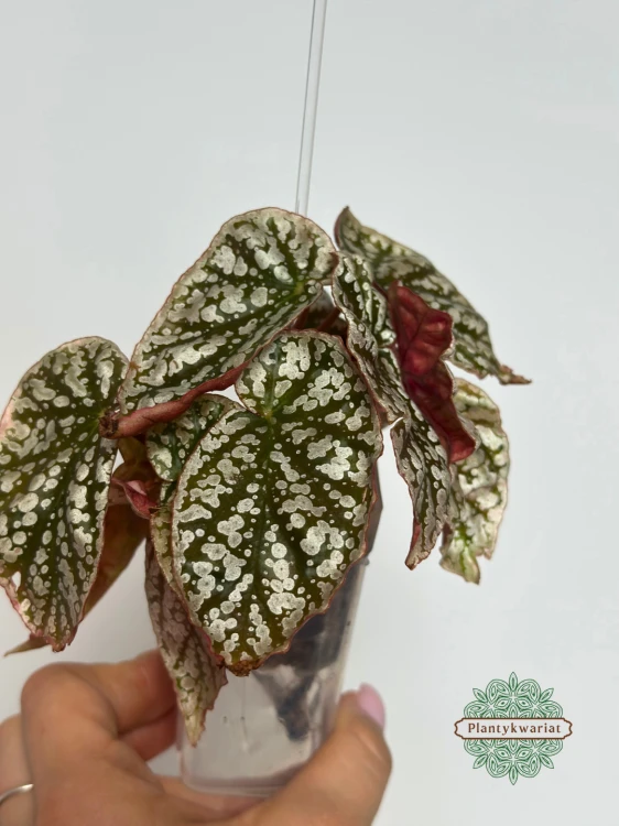 Begonia Snow Capped Variegata wariegacja liści