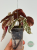 liść Begonia Snow Capped Variegata z jasną wariegacją