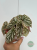 Begonia Snow Capped Variegata oferowana roślina