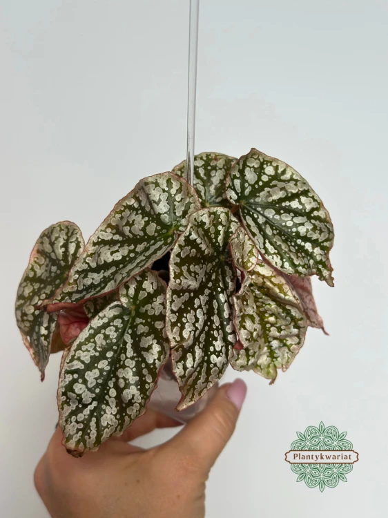 Begonia Snow Capped Variegata oferowana roślina