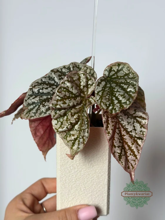 Begonia Snow Capped Variegata w zestawie samonawadniającym