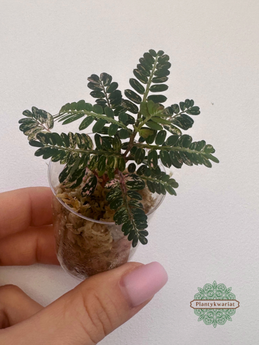 Phyllanthus urinaria Variegata ukorzeniona sadzonka