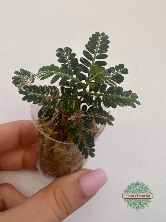 Phyllanthus urinaria Variegata ukorzeniona sadzonka
