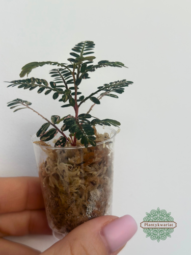 Phyllanthus urinaria Variegata wariegacja liści
