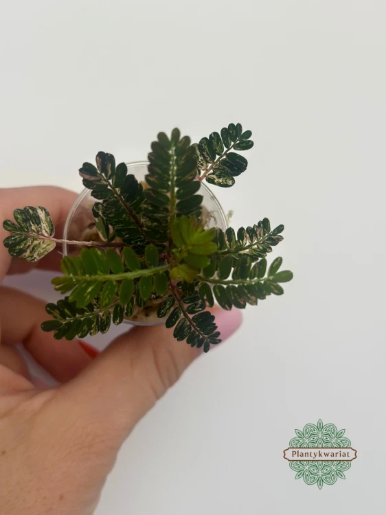 Phyllanthus urinaria Variegata w mchu sphagnum