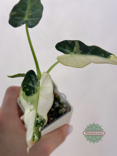 Alokazja (Alocasia) Bambino Variegata