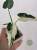 Alokazja (Alocasia) Bambino Variegata