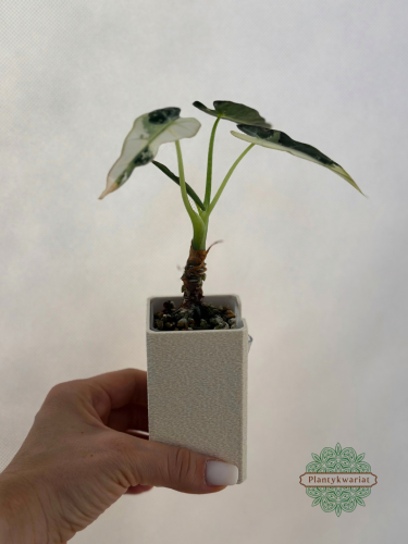 Alokazja (Alocasia) Bambino Variegata