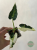 Alokazja (Alocasia) Bambino Variegata