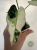Alokazja (Alocasia) Bambino Variegata