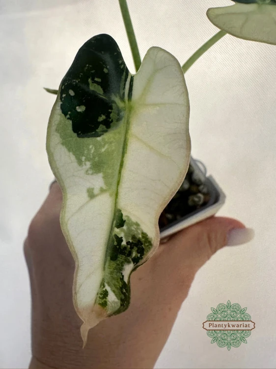 Alokazja (Alocasia) Bambino Variegata
