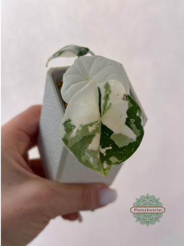 Alokazja (Alocasia) Melo Albo Variegata