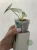 Alokazja (Alocasia) Melo Albo Variegata