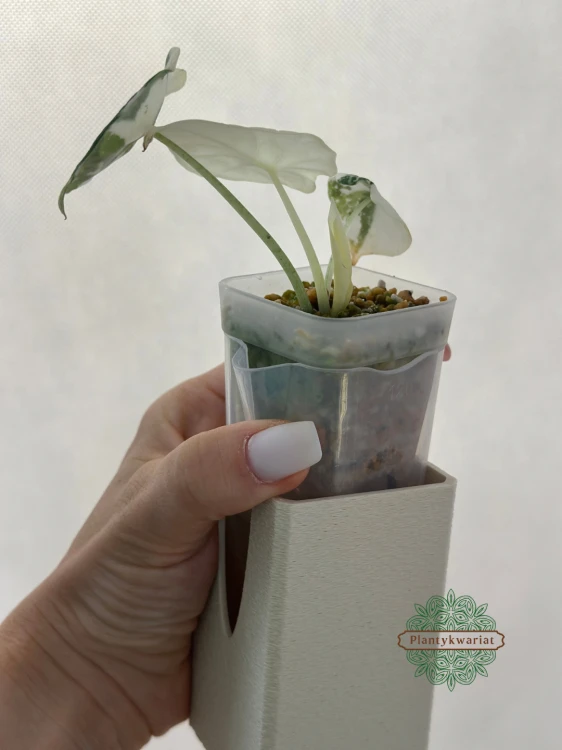 Alokazja (Alocasia) Melo Albo Variegata