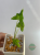 Alokazja (Alocasia) Teletubbies