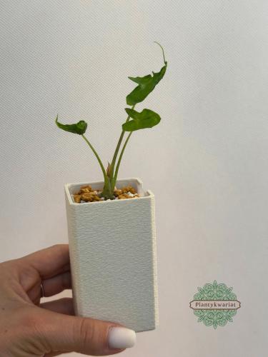 Alokazja (Alocasia) Teletubbies