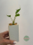Alokazja (Alocasia) Teletubbies