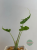 Alokazja (Alocasia) Teletubbies