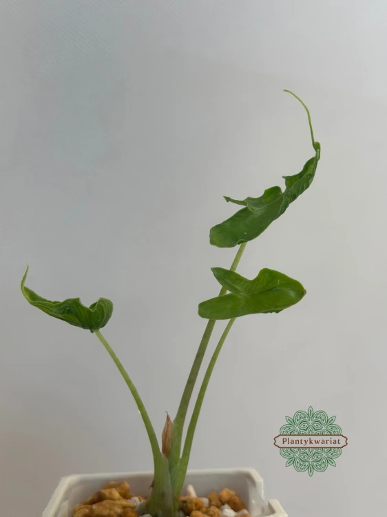 Alokazja (Alocasia) Teletubbies