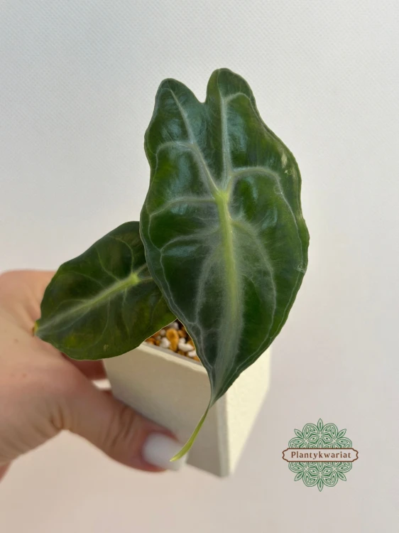 Alokazja (Alocasia) Venom