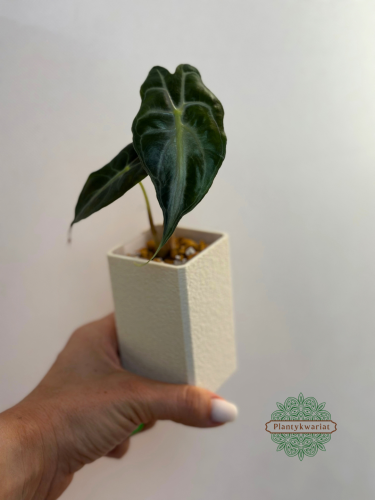 Alocasia kolekcjonerska
