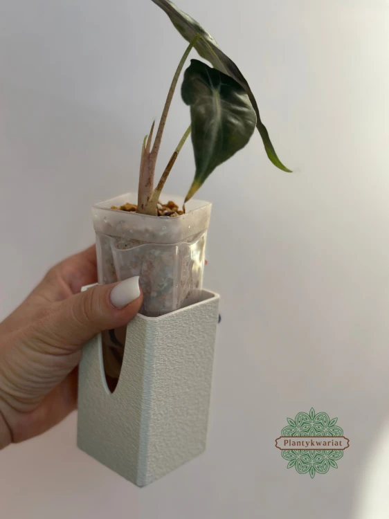 Alokazja (Alocasia) Venom