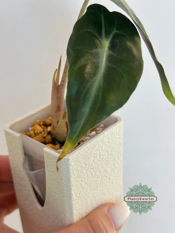 Alokazja (Alocasia) Venom