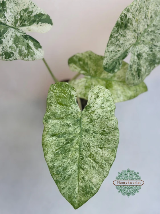 Alokazja (Alocasia) Odora Variegata Batik