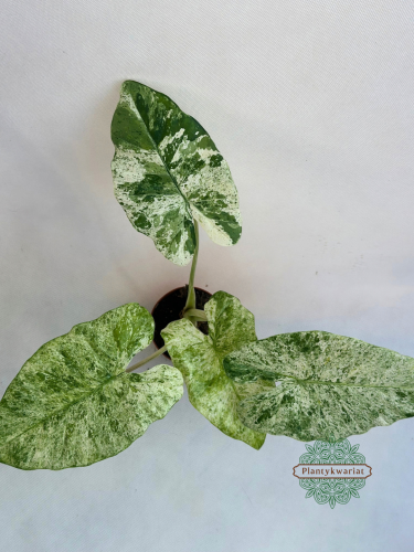 Alokazja (Alocasia) Odora Variegata Batik