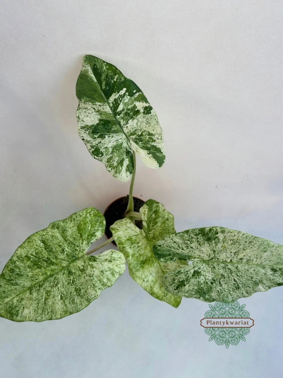 Alokazja (Alocasia) Odora Variegata Batik