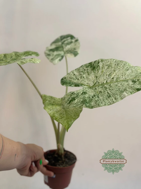 Alokazja (Alocasia) Odora Variegata Batik