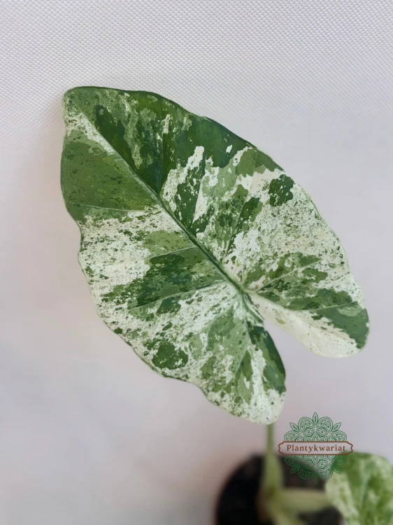Alokazja (Alocasia) Odora Variegata Batik