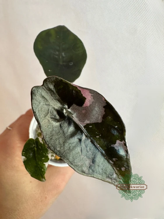 Alocasia Chantrieri Pink Variegata - różowa wariegacja liści