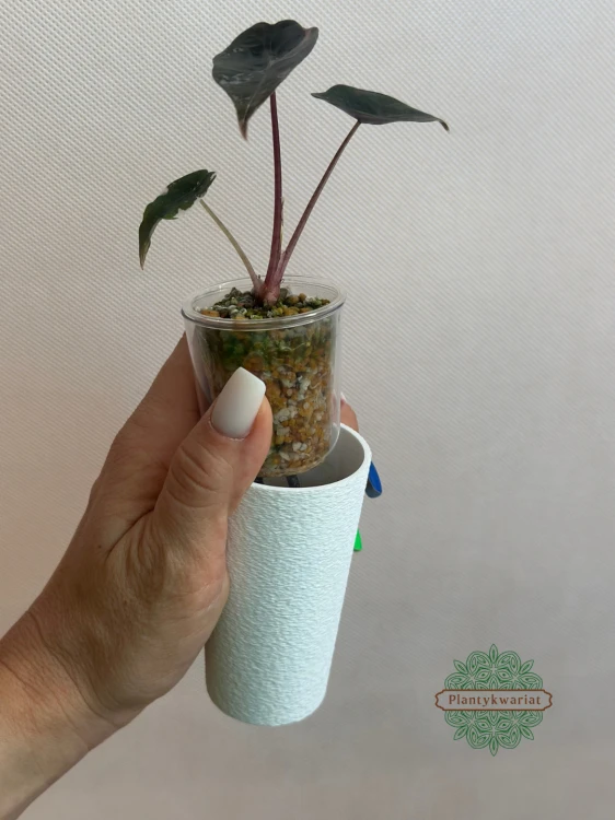 Alocasia Chantrieri Pink Variegata w zestawie samonawadniającym
