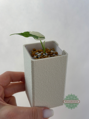 Alocasia Simpo Albo bulwa