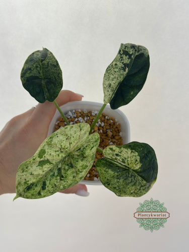 Alokazja Dragon Scale Mint