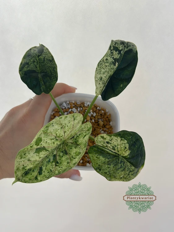 Alokazja Dragon Scale Mint