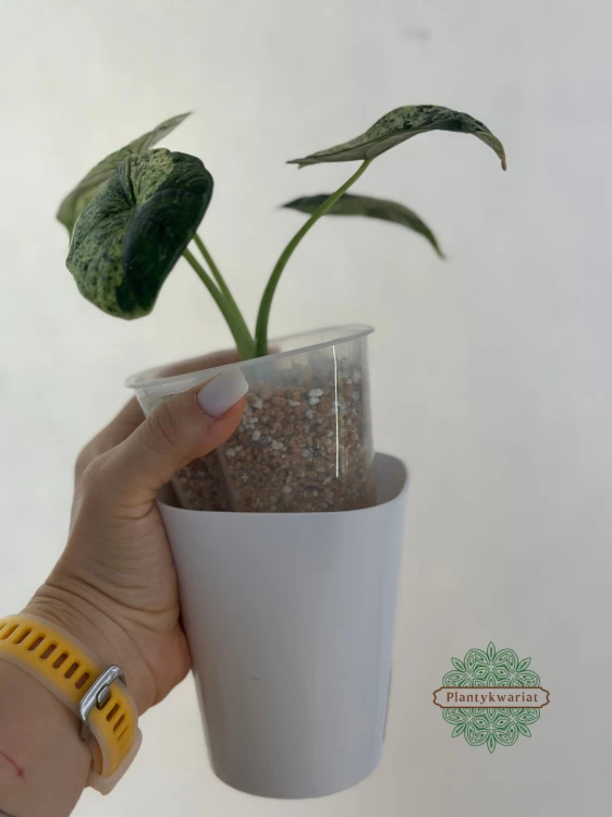 Alocasia Dragon Scale variegata
