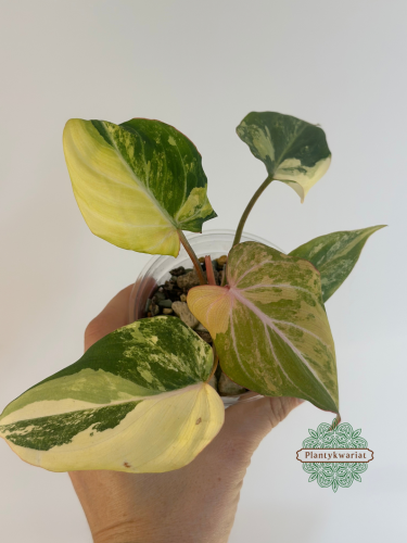 Philodendron Gloriosum Tricolor