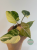 Philodendron Gloriosum Tricolor